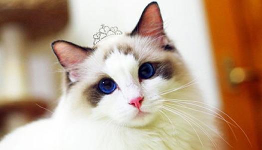 猫咪美容 猫咪美容